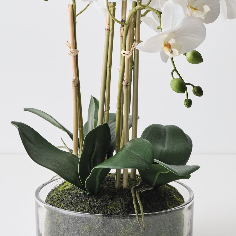 Phalaenopsis Orchid in Bowl